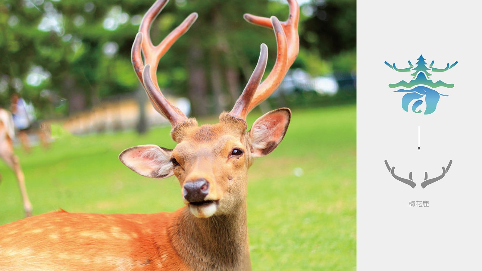 企業整套vi設計價格值不值?